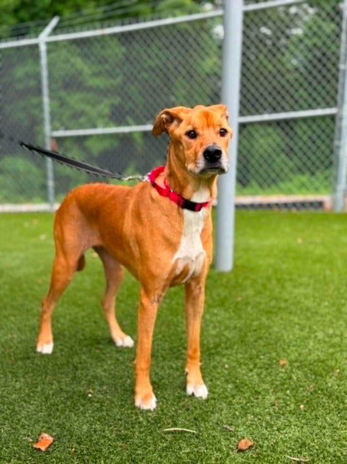 Photo of Zara, adoptable senior Unknown breed in Shelburne, Vermont