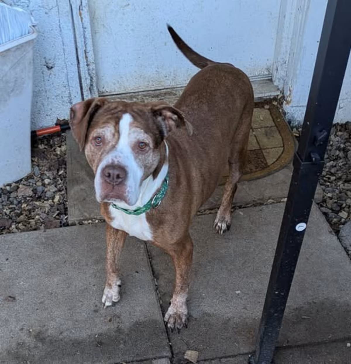 Photo of Wilma, adoptable senior American Staffordshire Terrier/Great Dane in Ontario, New York