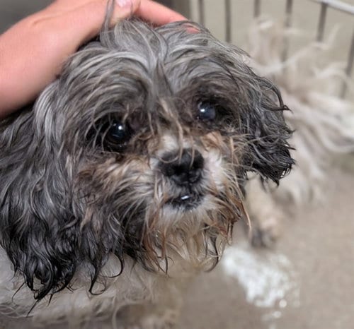 Photo of Curie, adoptable senior Shih Tzu in Denver, Colorado