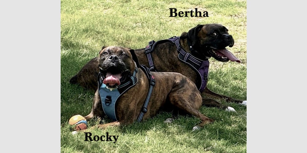 Photo of Bertha II, adoptable senior Boxer in Austin, Texas