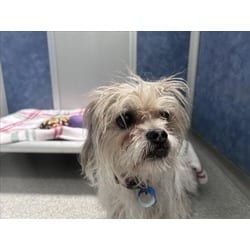 Photo of Charlie, adoptable senior Shih Tzu in Loveland, Colorado