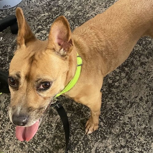 Photo of Evie, adoptable senior Australian Cattle Dog/Blue Heeler in Tampa, Florida