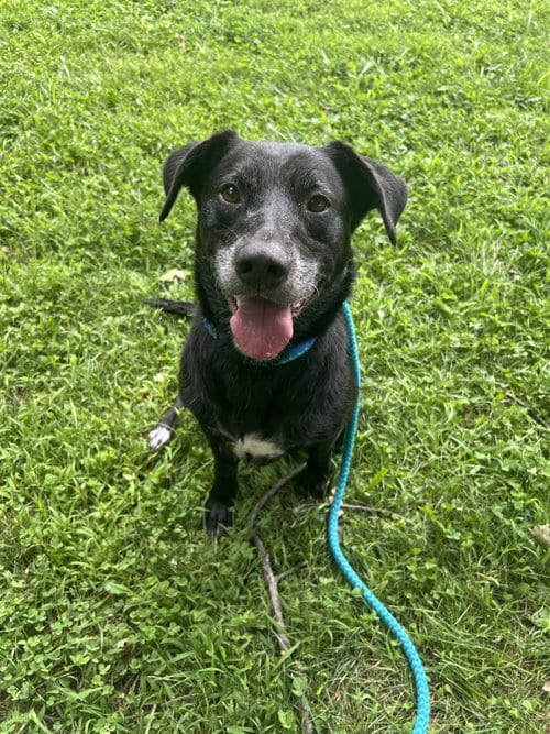 Photo of Blackjack Dixon, adoptable senior Black Labrador Retriever in Rockaway, New Jersey
