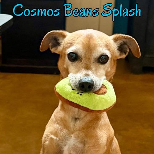 Cosmos Beans Splash, adoptable senior Dachshund in San Antonio, TX