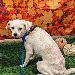 Photo of Nacho, adoptable senior Chihuahua in Porterville, California