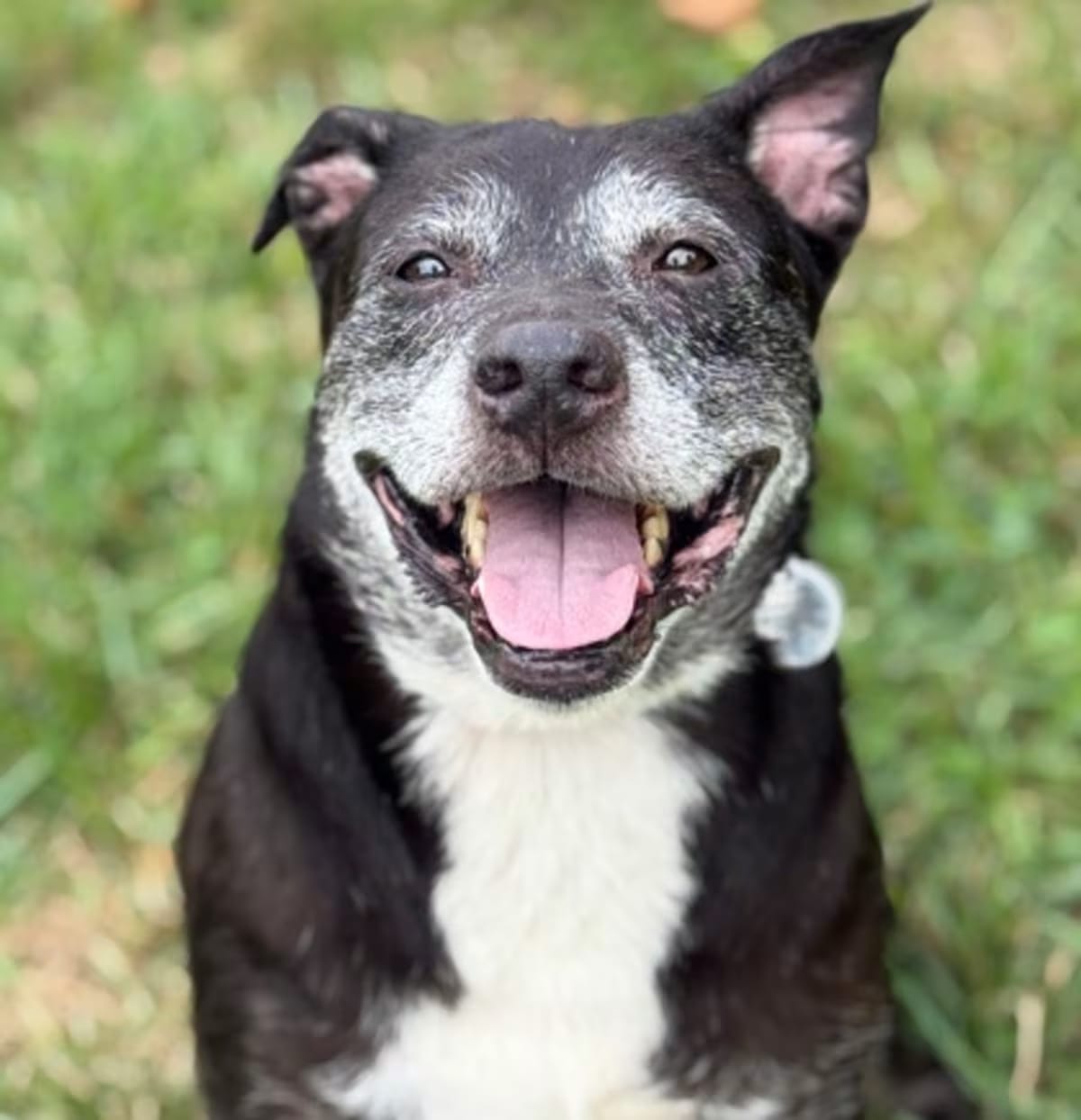 Photo of Chavely, adoptable senior Labrador Retriever in Malvern, Pennsylvania