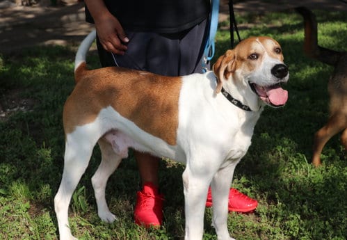 Photo of Napoleon, adoptable senior Hound in Pflugerville, Texas