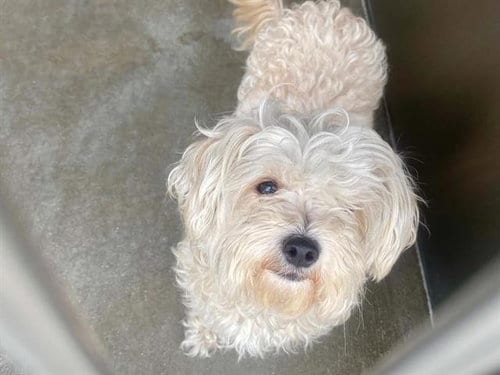 Photo of Princess, adoptable senior Poodle (Miniature) in Orange, California