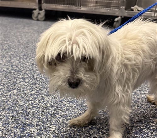 Photo of Boo Boo, adoptable senior Poodle (Miniature) in Thousand Palms, California