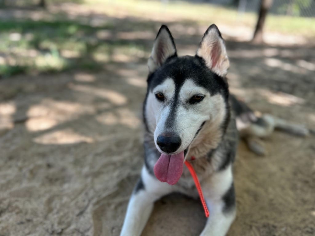Photo of Allie, adoptable senior Husky in Nacogdoches, Texas