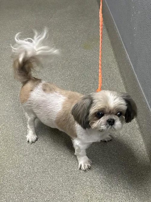 Photo of Remmie, adoptable senior Shih Tzu in Las Vegas, Nevada