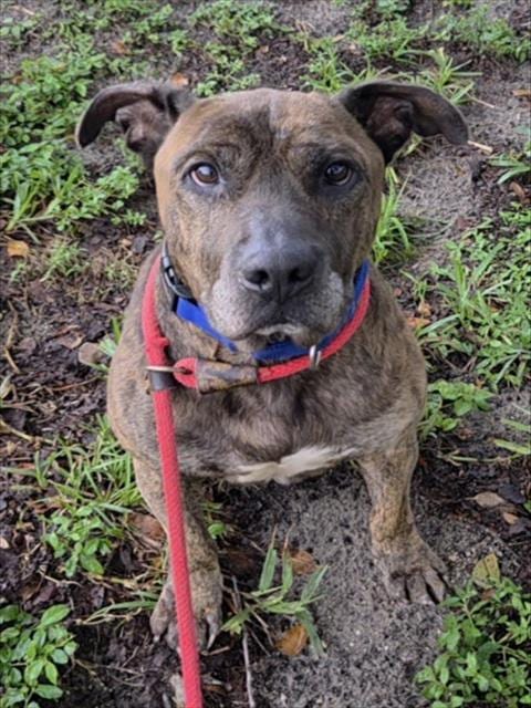 Photo of Vincent, adoptable senior Dutch Shepherd in Fort Lauderdale, Florida