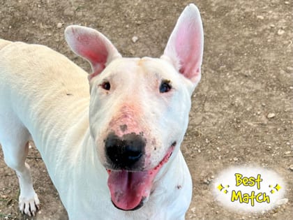 Photo of Gina, adoptable senior dog in Georgetown, Texas