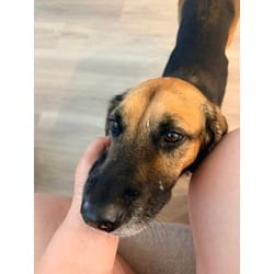 Photo of Chassis, adoptable senior Hound (Unknown Type) Labrador Retriever in Baton Rouge, Louisiana
