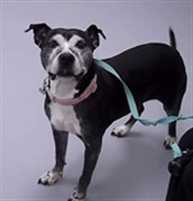 Photo of Jennie, adoptable senior Pit Bull Terrier in St. Cloud, Florida