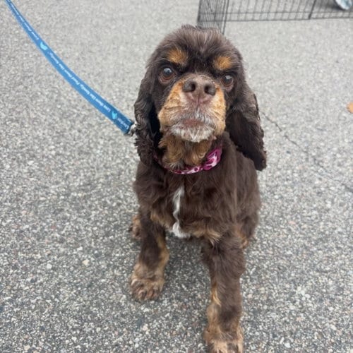 Photo of Amelia, adoptable senior Cocker Spaniel in St. Louis Park, Minnesota