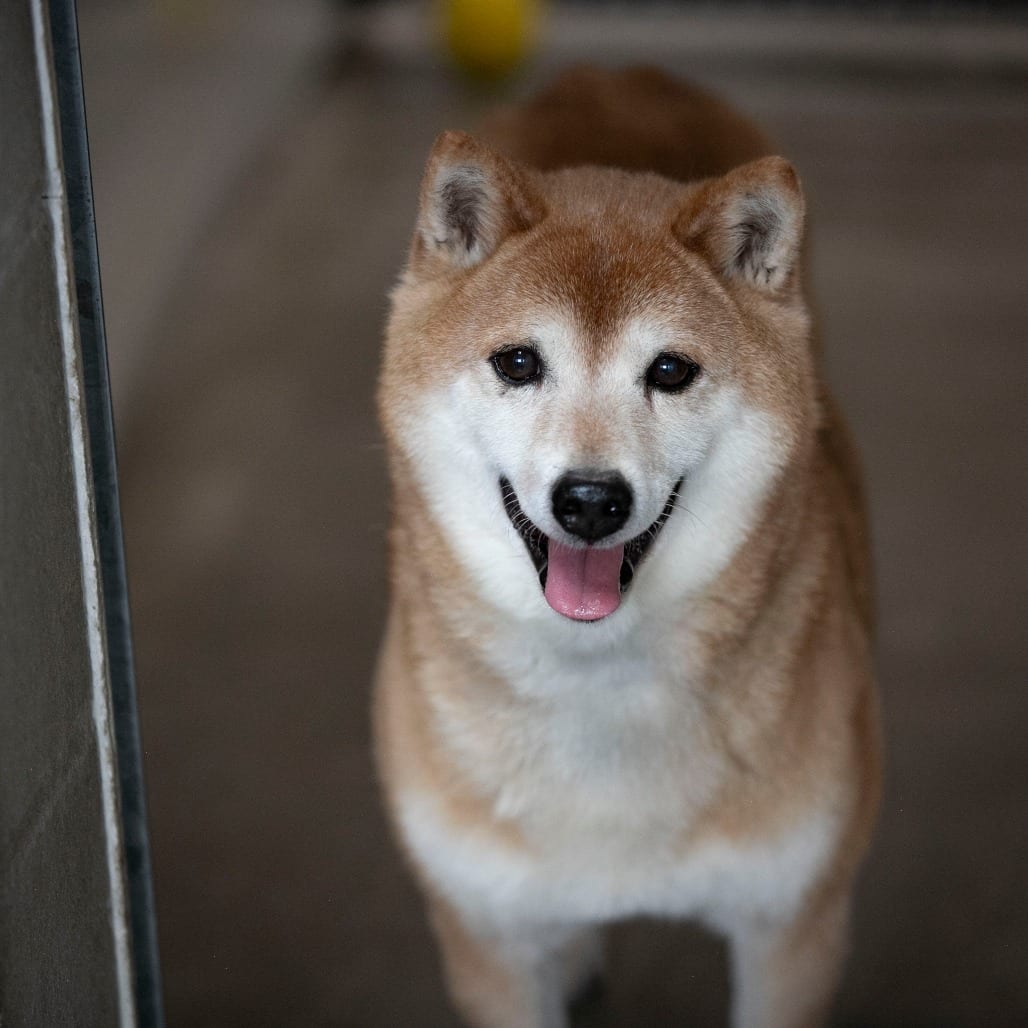 Photo of Miso fka Cheyenne (MR26-333), adoptable senior Shiba Inu in Colorado Springs, Colorado