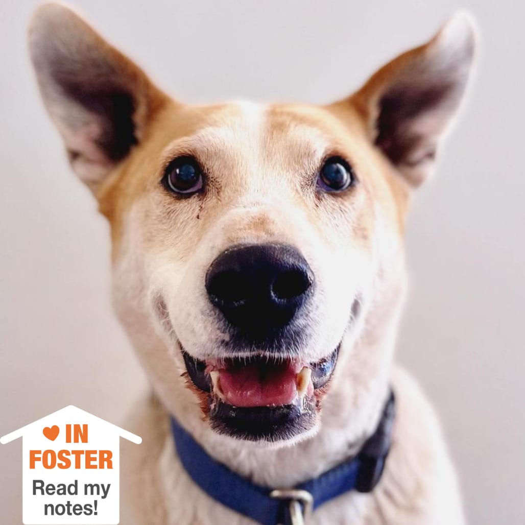 Photo of Elton, adoptable senior Cattle Dog / Retriever, Labrador in Kanab, Utah