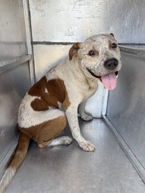 Photo of Hamilton, adoptable senior Pit Bull Terrier in Waco, Texas