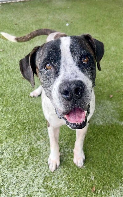 Photo of Timmy, adoptable senior American Bulldog in Miami, Florida