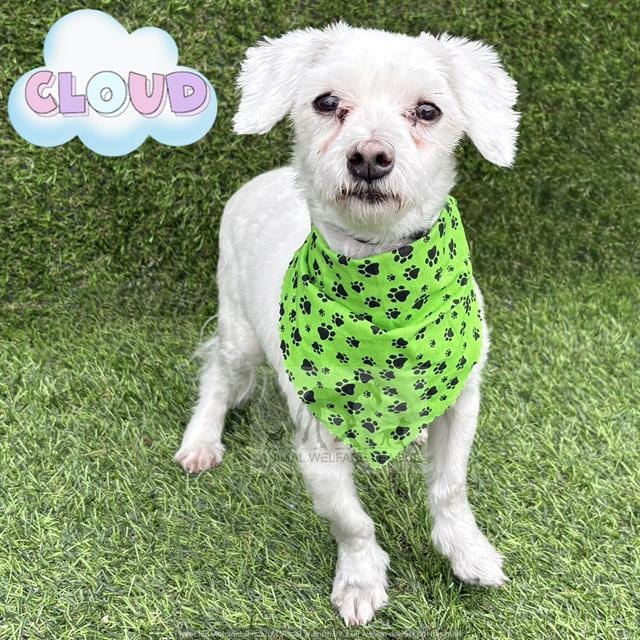 Photo of Cloud, adoptable senior Maltese and Poodle - Toy in Chicago Ridge, Illinois