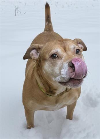 Photo of Geraldine, adoptable senior Mastiff in Akron, Ohio