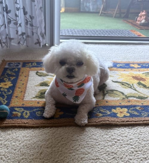 Photo of Plushy, adoptable senior Poodle (Toy) in Burbank, California