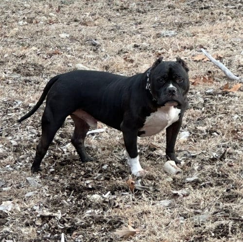 Photo of Ruxpin, adoptable senior American Pit Bull Terrier in Caldwell, New Jersey