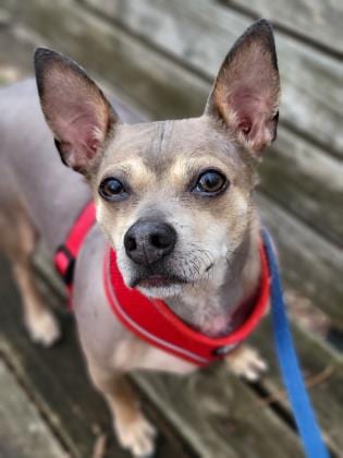 Photo of Lucky, adoptable senior Xoloitzcuintli/Mix in Annapolis, Maryland