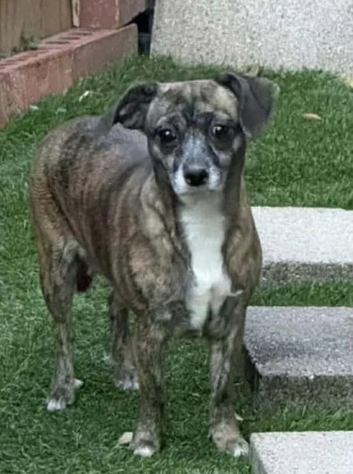Photo of Amaryllis, adoptable senior Chihuahua in Princeton, Minnesota