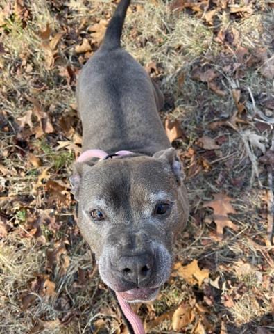 SHERMAN, adoptable senior Pit Bull Terrier in Greensbo, NC