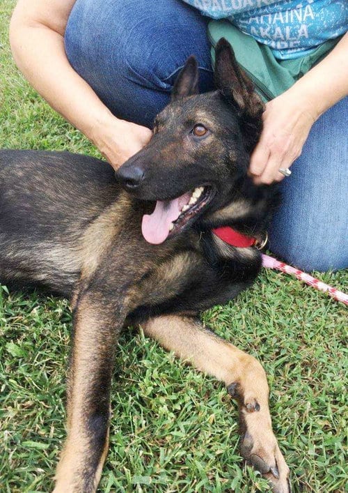Sherlock, adoptable senior German Shepherd Dog in Kansas City, MO
