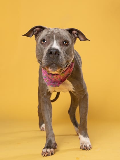 Photo of Gluckie, adoptable senior dog in Atlanta, Georgia
