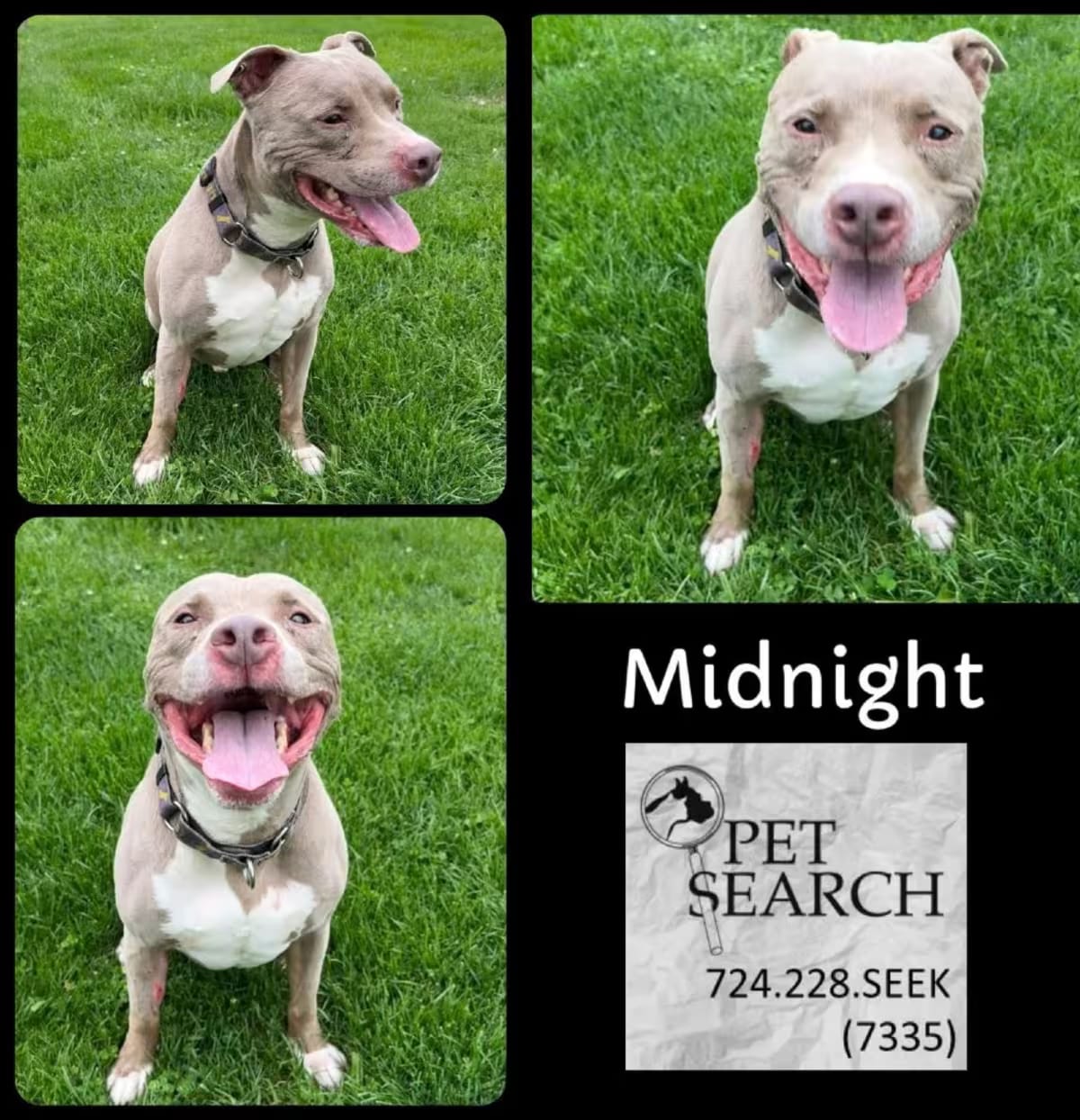 Photo of Midnight, adoptable senior American Staffordshire Terrier/Mixed Breed (Medium) in Washington, Pennsylvania