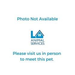 Photo of Foxy, adoptable senior Dachshund in Chatsworth, California
