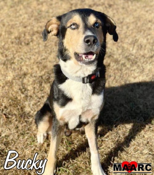 Photo of Bucky, adoptable senior Shepherd in Maryville, Tennessee