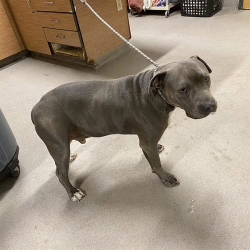 Photo of Odin, adoptable senior Pit Bull Terrier in Modesto, California