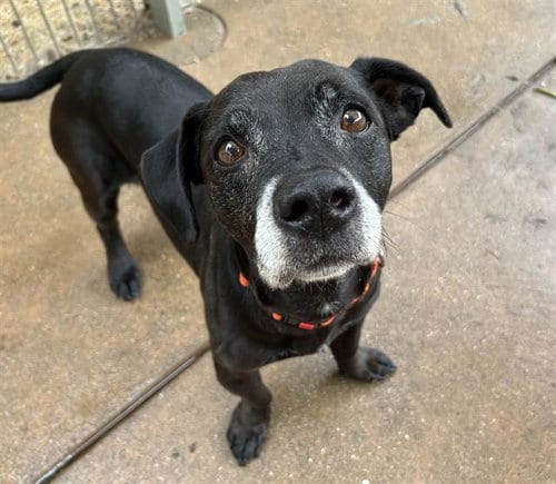 Photo of Baxter, adoptable senior Terrier in Martinez, California