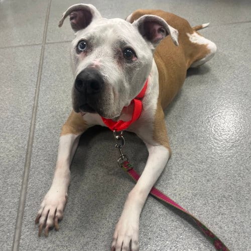Photo of Arnie, adoptable senior Unknown breed in Wilmington, Delaware
