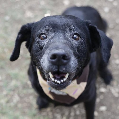 Photo of Maya, adoptable senior Labrador Retriever in San Antonio, Texas