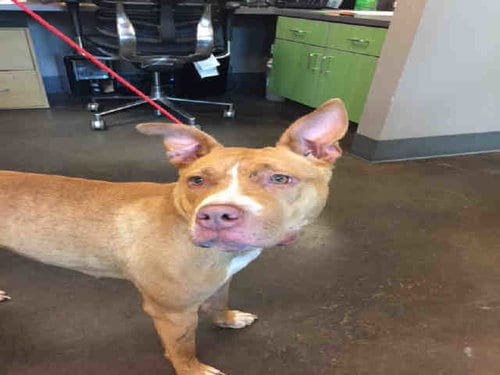 A030173, adoptable senior Pit Bull Terrier in Norman, OK