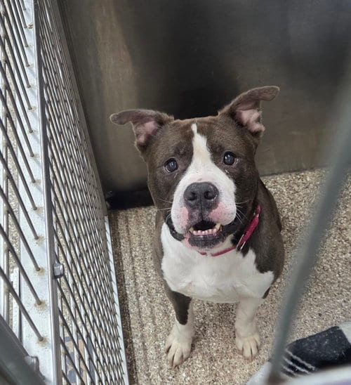 Photo of Tank, adoptable senior Pit Bull Terrier in Martinsburg, West Virginia