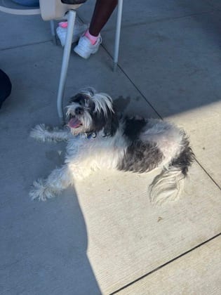 Photo of Bishop, adoptable senior dog in Atlanta, Georgia