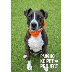 Photo of Pancho, adoptable senior Mixed Breed (Medium) in Kansas City, Missouri