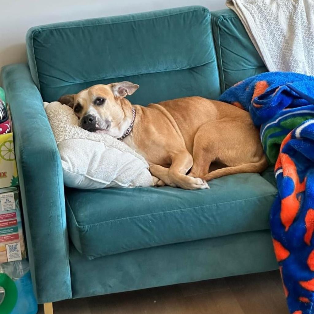 Photo of Libby, adoptable senior Mixed Breed (Medium) in Gainesville, Florida