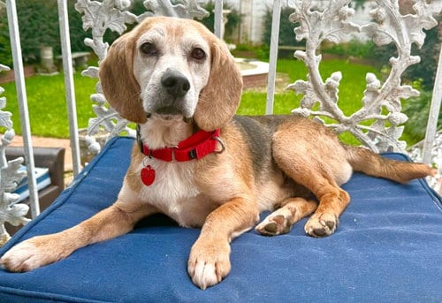 Photo of Barnett, adoptable senior Beagle in Dunnellon, Florida