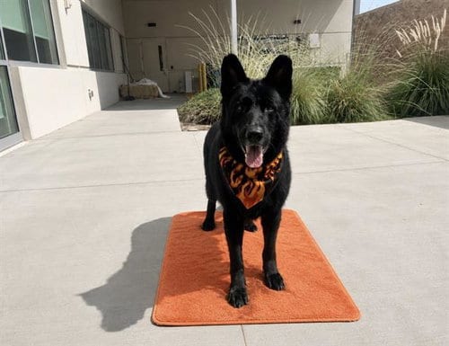 Photo of Blue, adoptable senior German Shepherd Dog in Orange, California