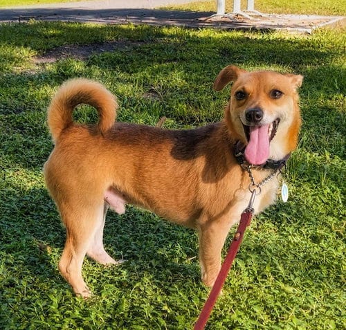Photo of Benji, adoptable senior Chihuahua in Osteen, Florida