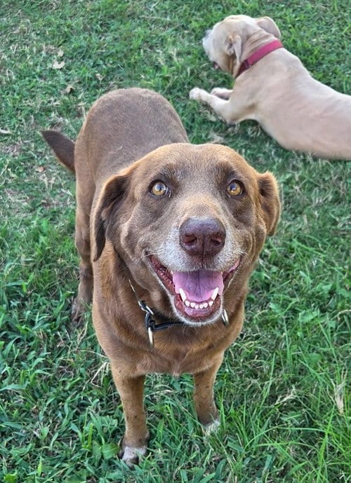 Photo of Juni TX, adoptable senior Chesapeake Bay Retriever in Boonton, New Jersey