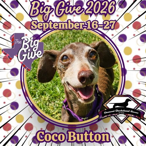 Photo of Coco Button, adoptable senior Dachshund in San Antonio, Texas